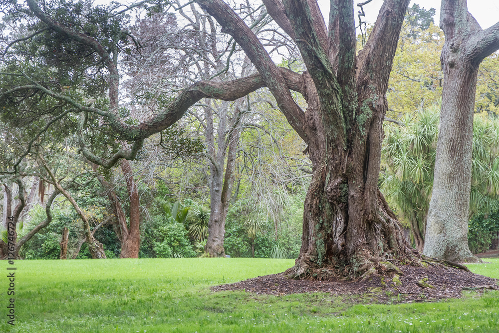 tree in park, auckland, new zealand tree in park, auckland, new zealand