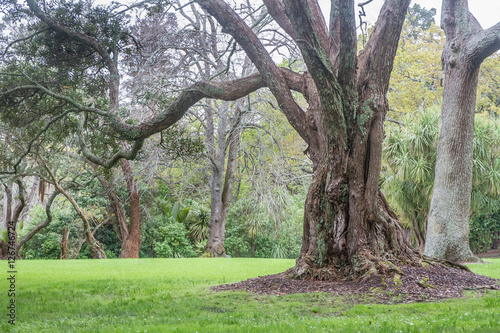 tree in park, auckland, new zealand