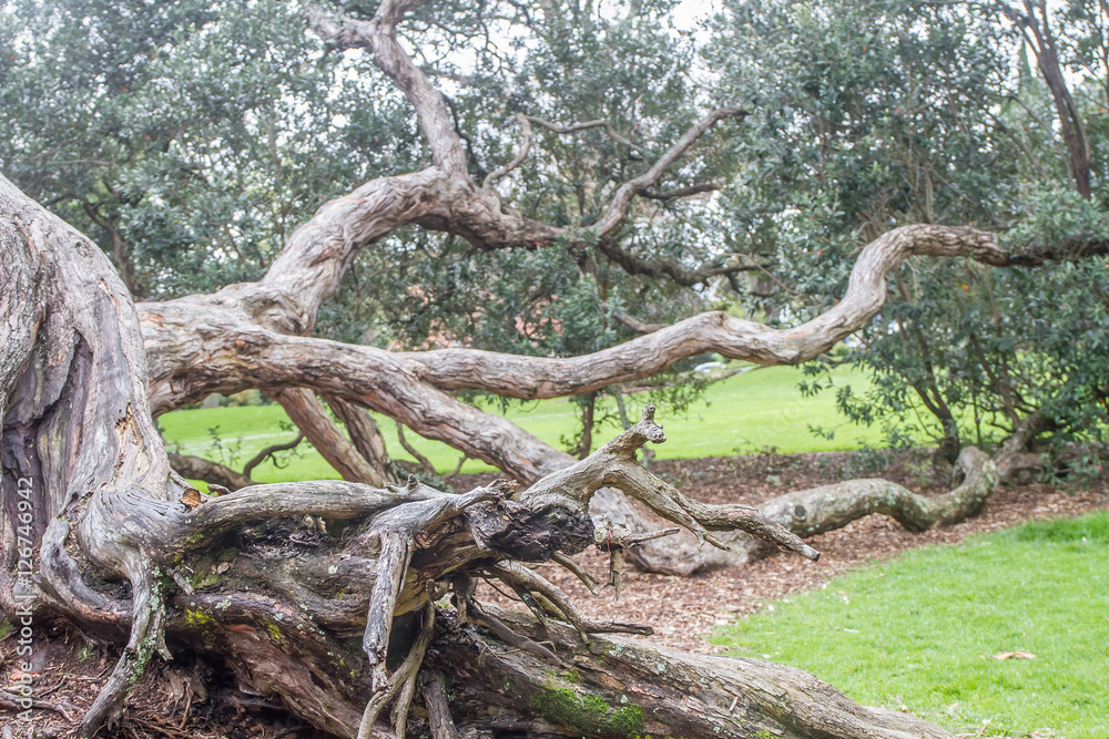 tree in park, auckland, new zealand