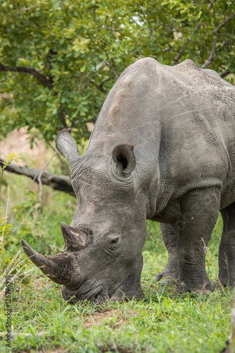 White rhino grazing. © simoneemanphoto