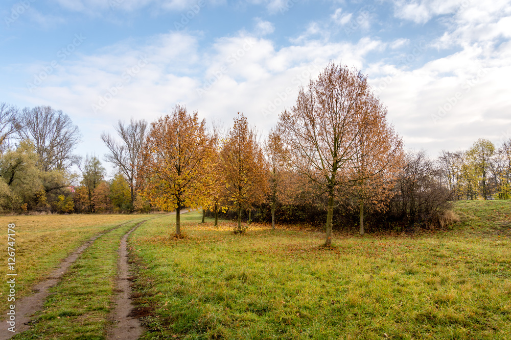 Autumn trees. Autumn trees.