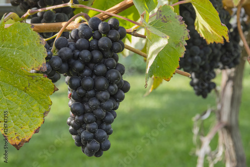 Pinot Noir Grapes in Vineyard Okanagan Kelowna British Columbia Canada