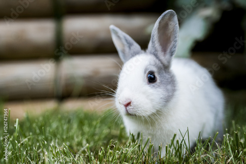 Bébé lapin gris et blanc photo