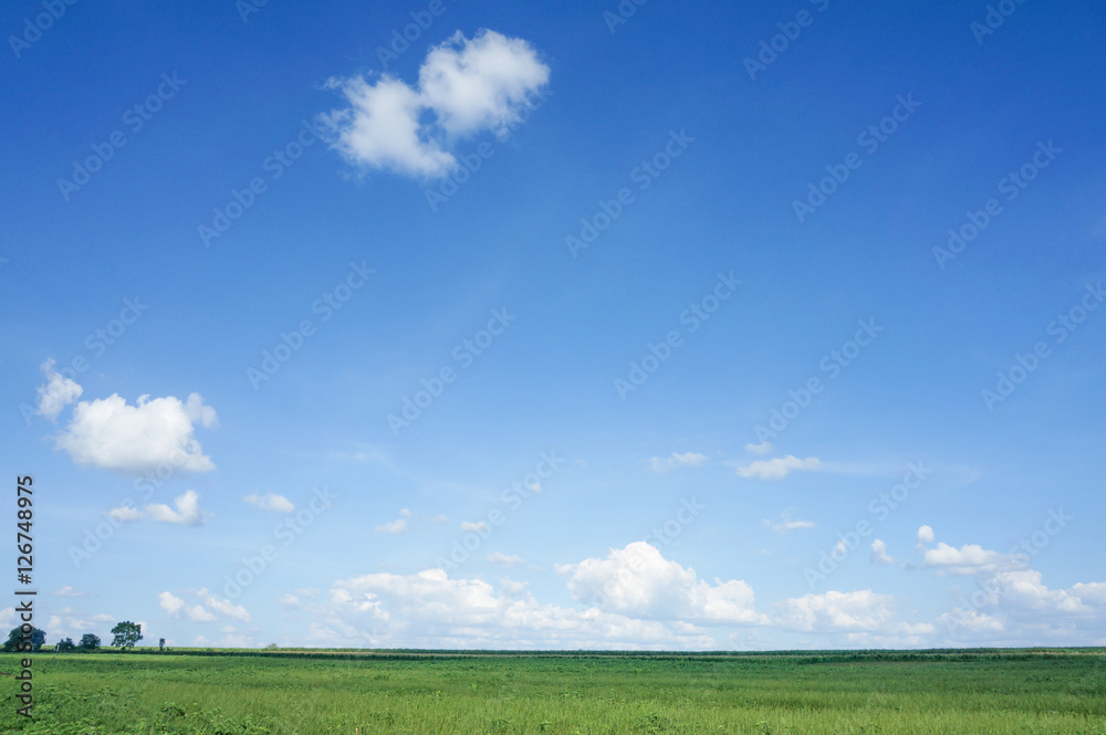 Field of green fresh grass under blue cloudy sky.