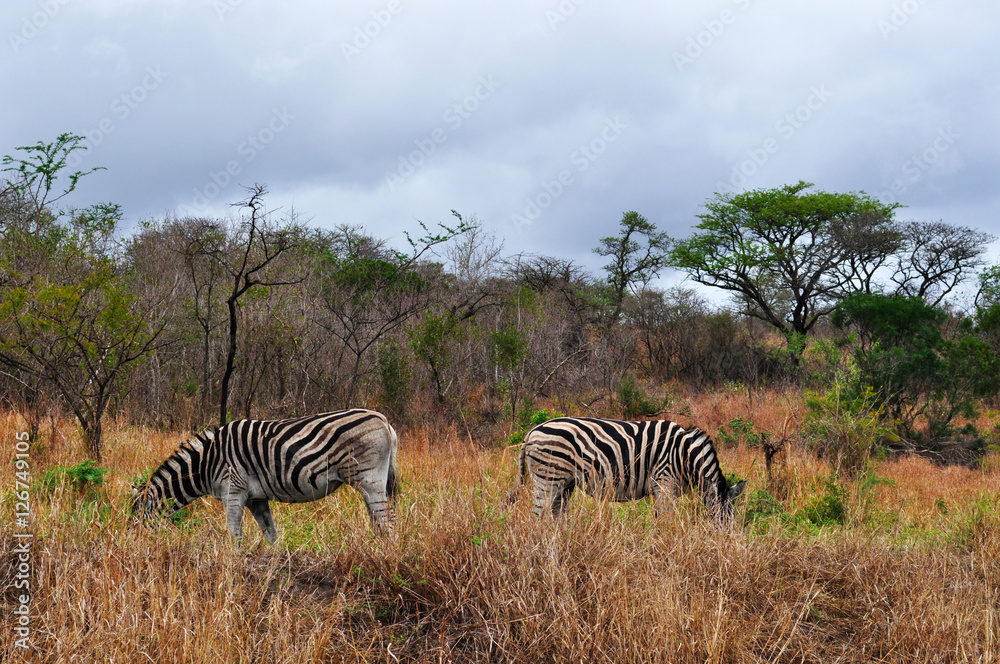 Obraz premium Sud Africa, 28/09/2009: zebre in una prateria nella Hluhluwe Imfolozi Game Reserve, la più antica riserva naturale istituita in Africa nel 1895 nel KwaZulu-Natal, la terra degli Zulu