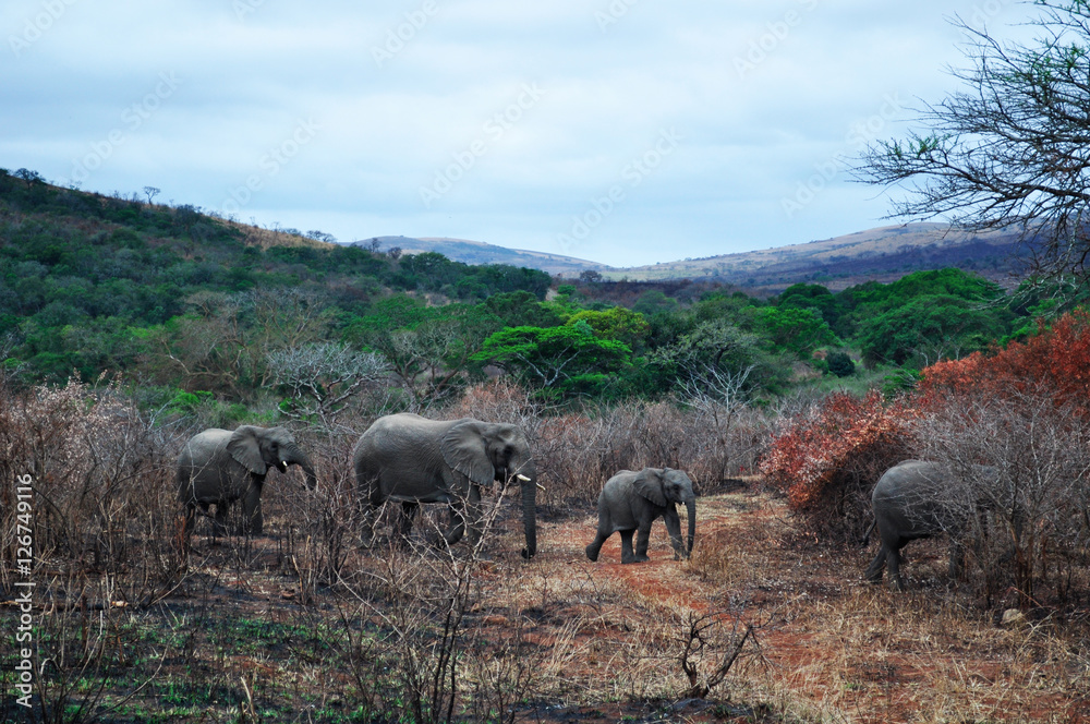 Fototapeta premium Sud Africa, 28/09/2009: elefanti nella Hluhluwe Imfolozi Game Reserve, la più antica riserva naturale istituita in Africa nel 1895 nel KwaZulu-Natal, la terra degli Zulu