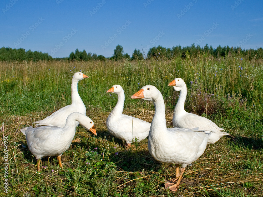 Poultry the goose Poultry the goose