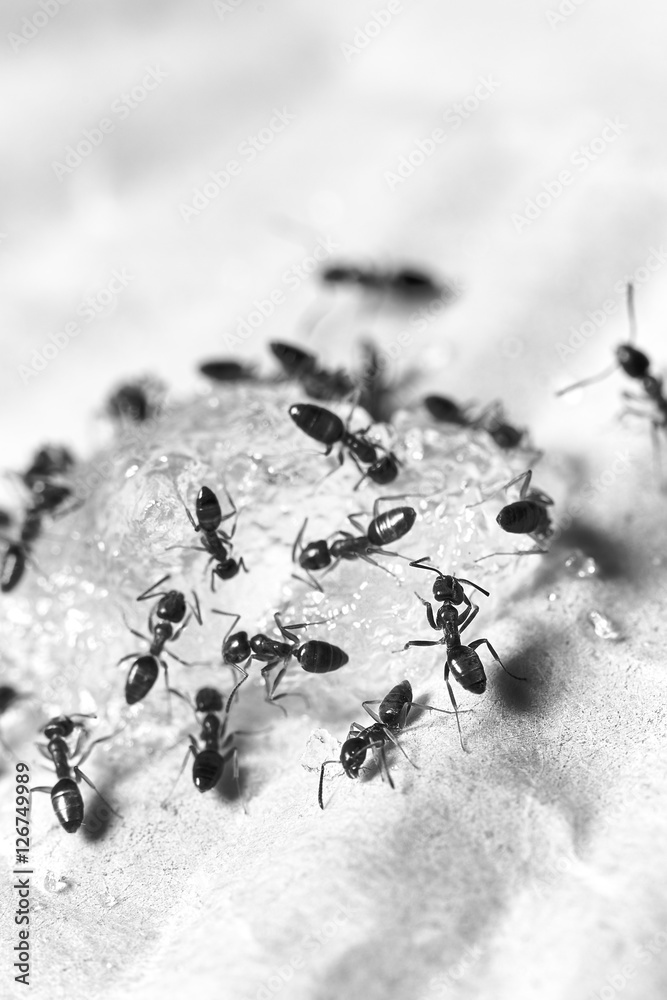 Fototapeta premium Sugar Ants