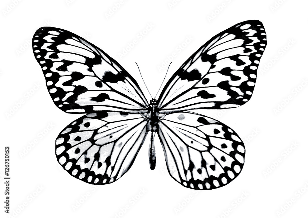Butterfly print. Butterfly print.