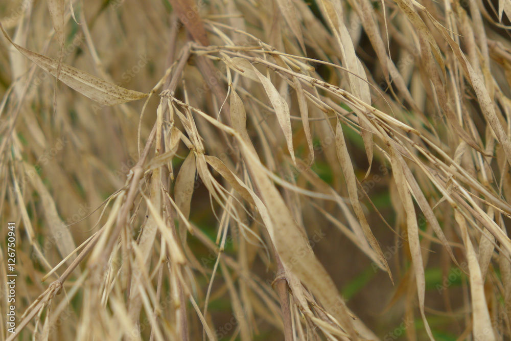 Fototapeta premium Bambou