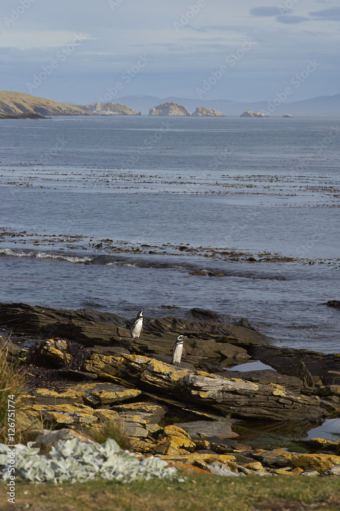Magellanic Penguins (Spheniscus magellanicus) coming ashore on Carcass Island in the Falkland Islands.