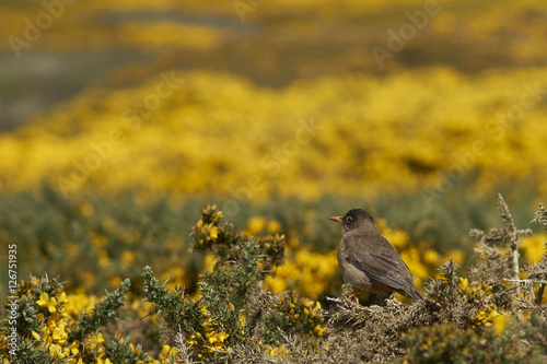 Falkland Thrush (Turdus falcklandii  falcklandii) perching on a branch of a flowering gorse bush on Carcass Island in the Falkland Islands. photo