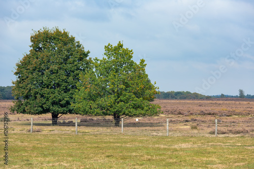 Dutch national park Veluwe with oak tree near heath