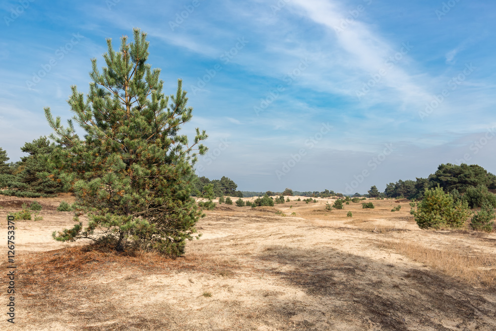 Sand drifts with trees at Dutch National Park Veluwe