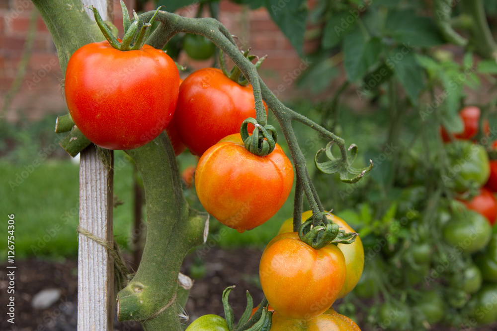 Tomatoes ripening on the vine outdoors in the English country garden.