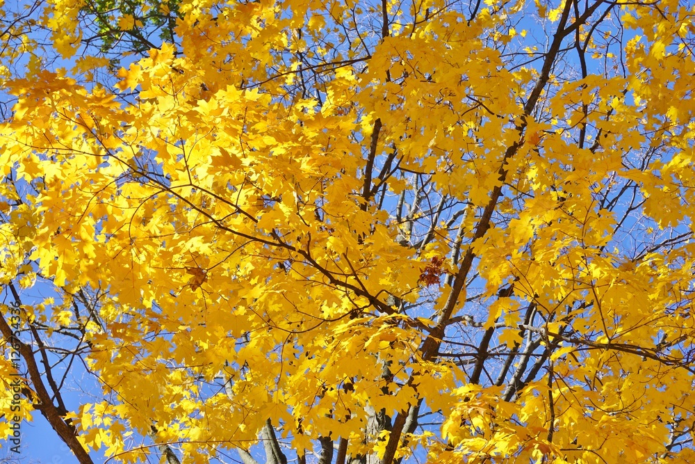 Colorful golden yellow foliage of a maple tree in autumn Colorful golden yellow foliage of a maple tree in autumn
