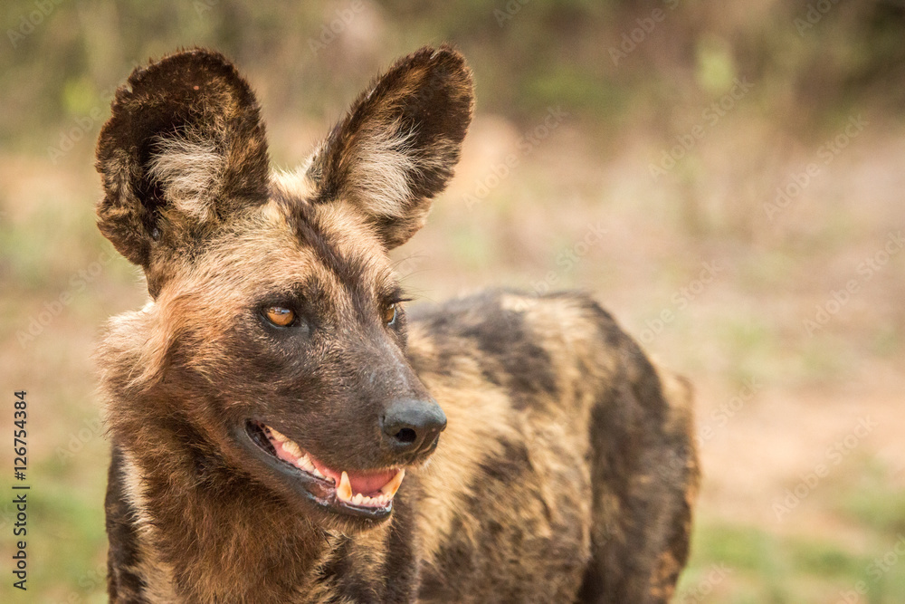 Close up of an African Wild dog. Close up of an African Wild dog.