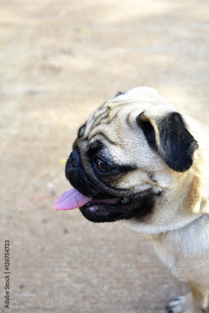 Obraz premium cute little Pug dog with wrinkles