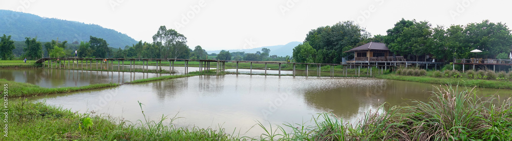 Panorama lush green rice fields of the countryside, Thailand