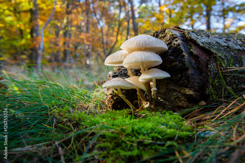 Cluster of very nice mushrooms