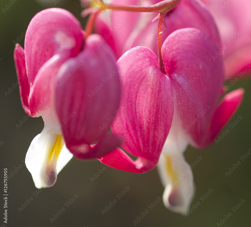 Tränendes Herz StockFoto Adobe Stock