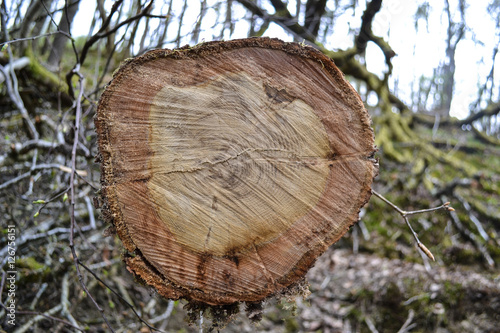Tree trunk