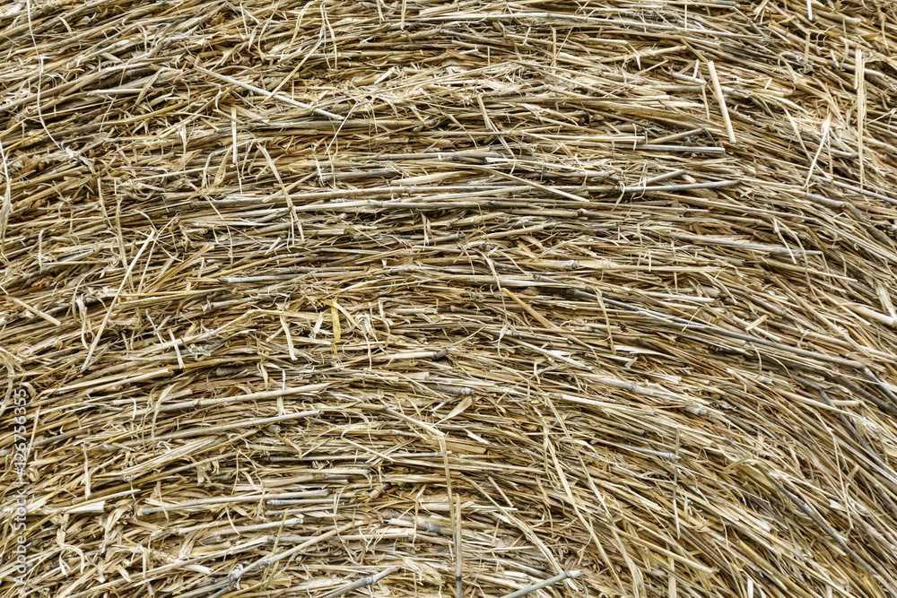 rice straw background rice straw background
