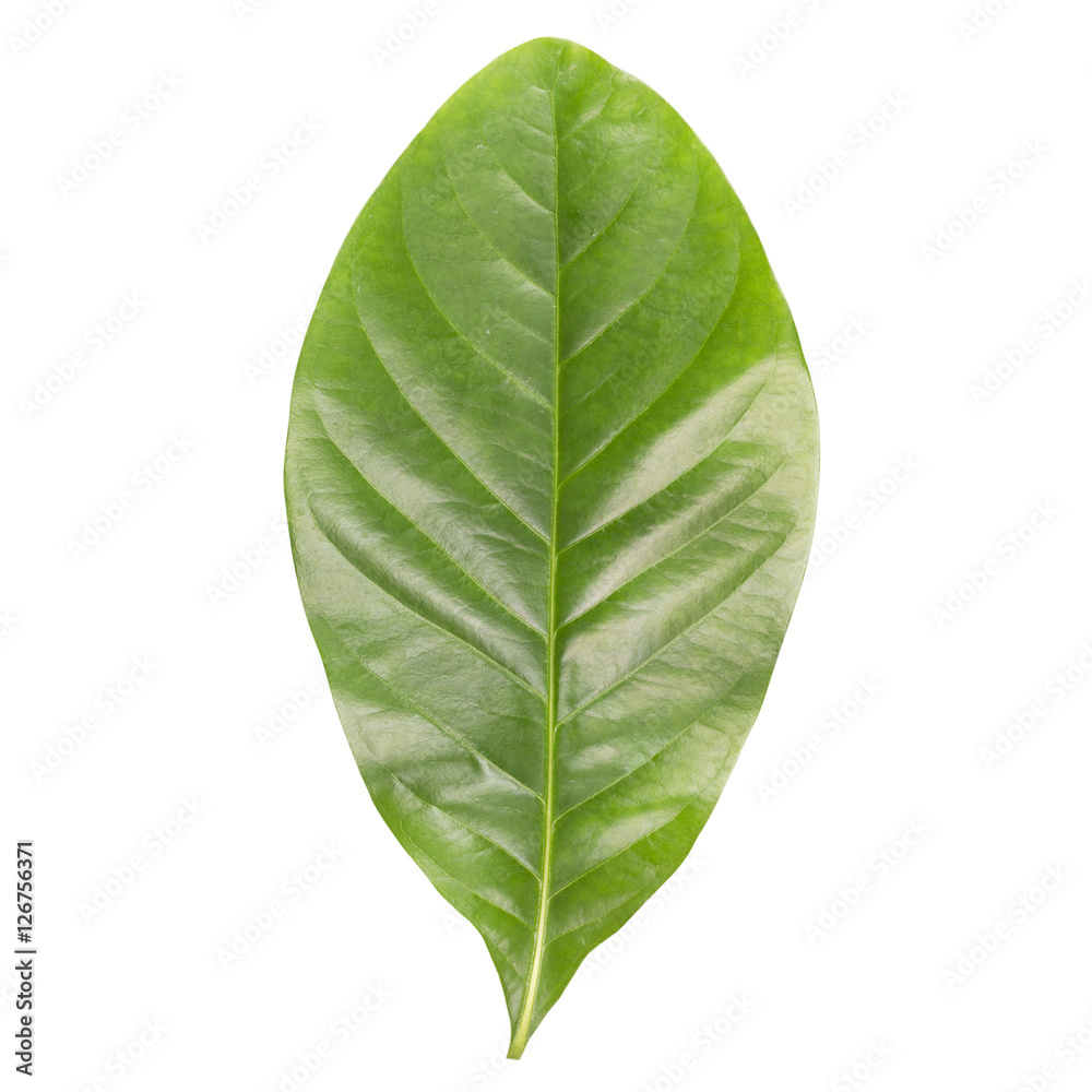 Obraz premium green leaf isolated on white background