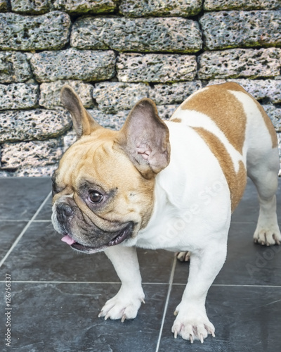 French bulldog standing over ceramic tile with granite stone wall background