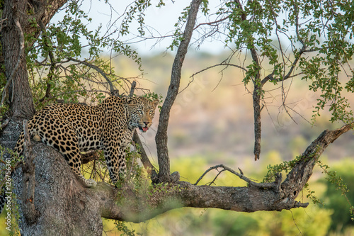 Starring Leopard in the tree.