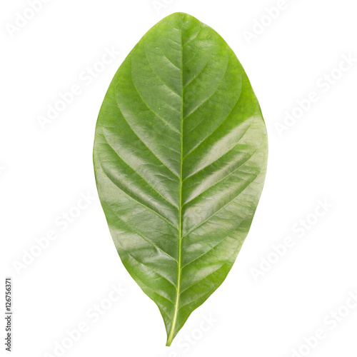 green leaf isolated on white background