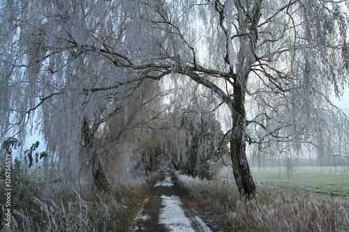  Reifbedeckte Birken an einer Straße in der Lewitz photo