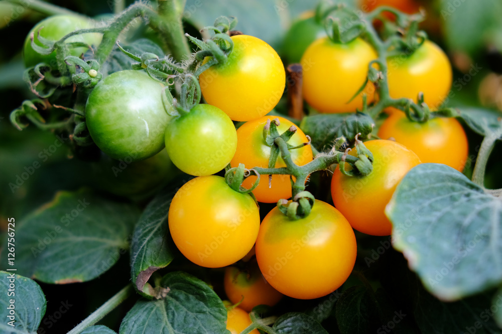 Yellow tomato. Yellow tomato.