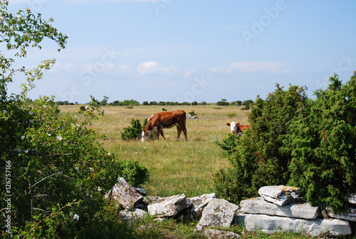 Calm scenery with grazing cattle