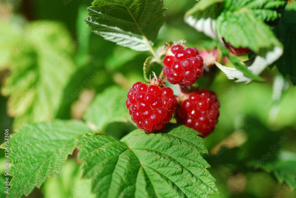 Group of ripe raspberries Group of ripe raspberries