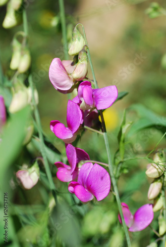 Sweet pea flowers