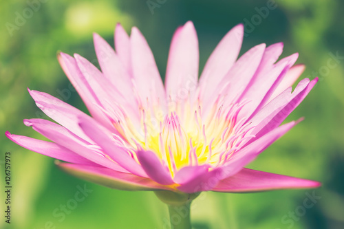 Pink lotus flower growing upright on nature background