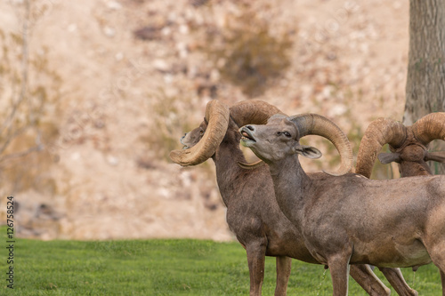 Rutting Desert Bighorn Sheep Rams