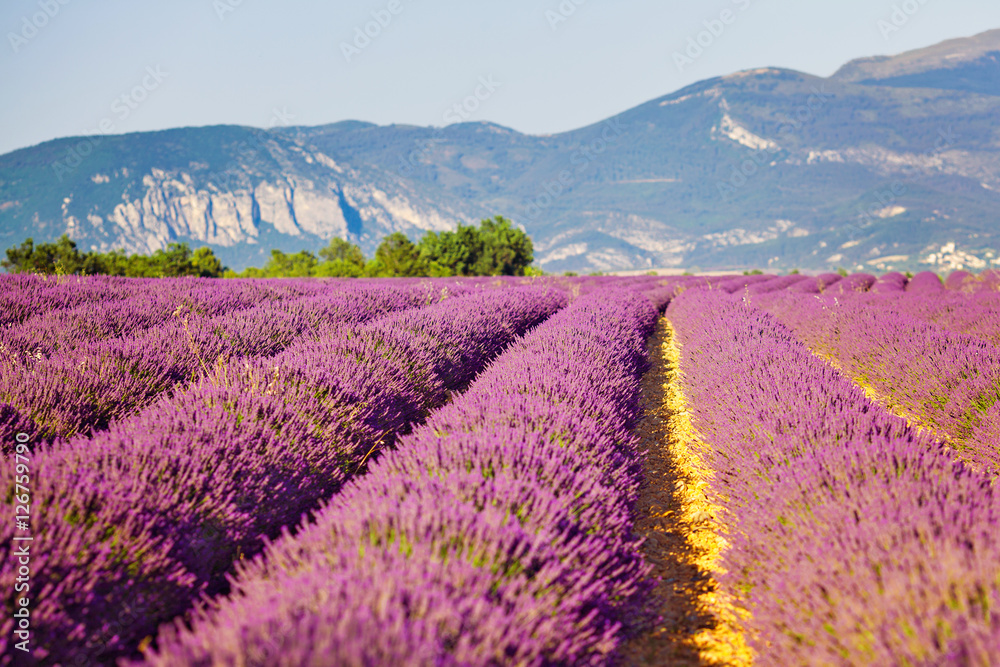 Fototapeta premium Lavendel Felder, Sommer, Sonnenuntergang