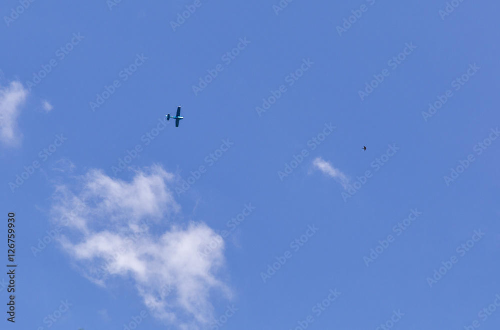 bird flies in front of the airplane against blue sky