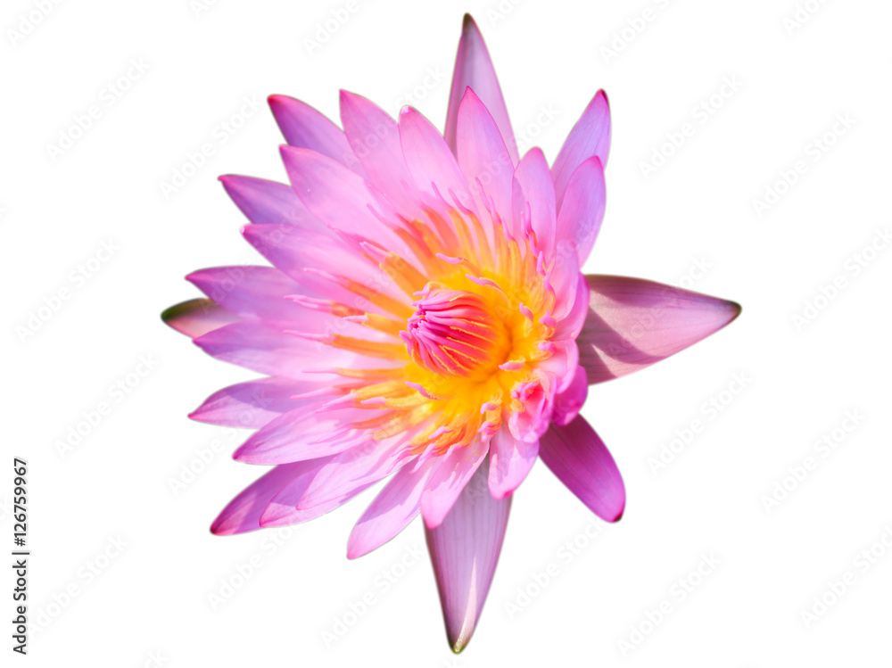 Pink lotus flower growing upright isolated on white background