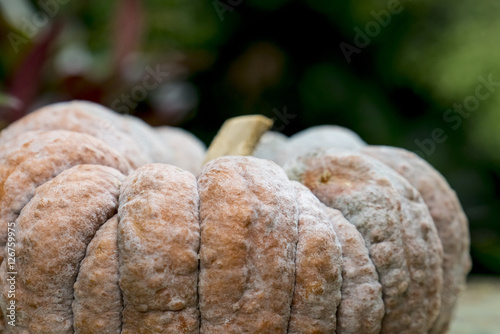 One big pumpkin
