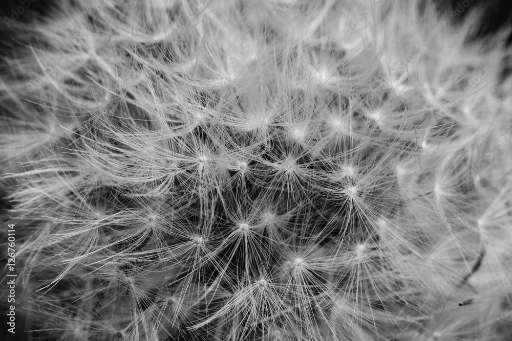 Black and white abstract close up macro of dandelion head that has gone to seed Black and white abstract close up macro of dandelion head that has gone to seed