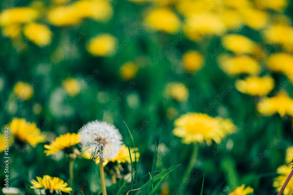 Obraz premium Single dandelion that has gone to seed in a field of yellow blooming flowering dandelions