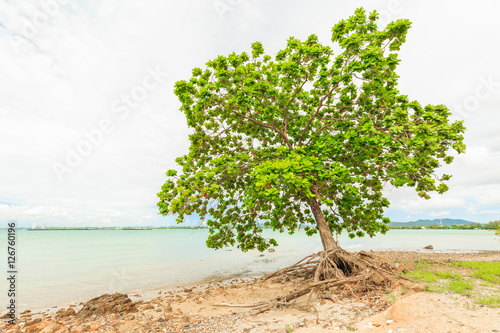 Old leaned Sea Almond tree on sea shore