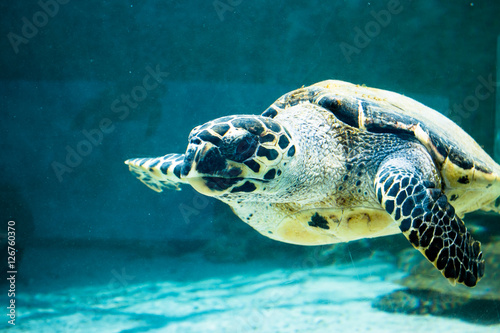The green turtle in Aquarium photo