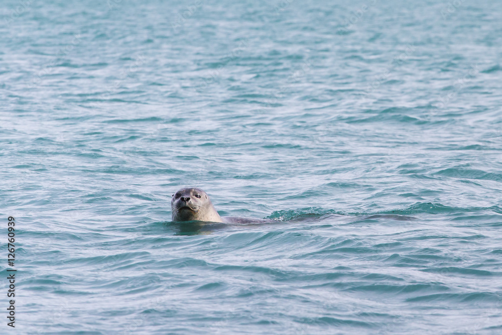 Fototapeta premium Seal swimming with head emerging above the water, looking at camera with one eye half closed