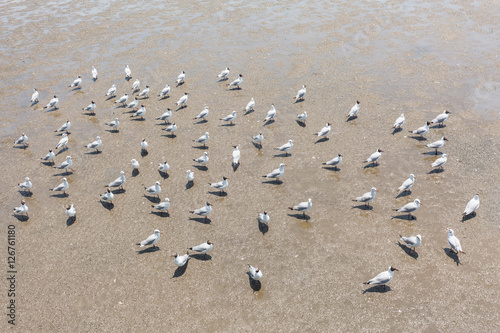 Seagull standing on sand at Bang Pu beach, Thailand