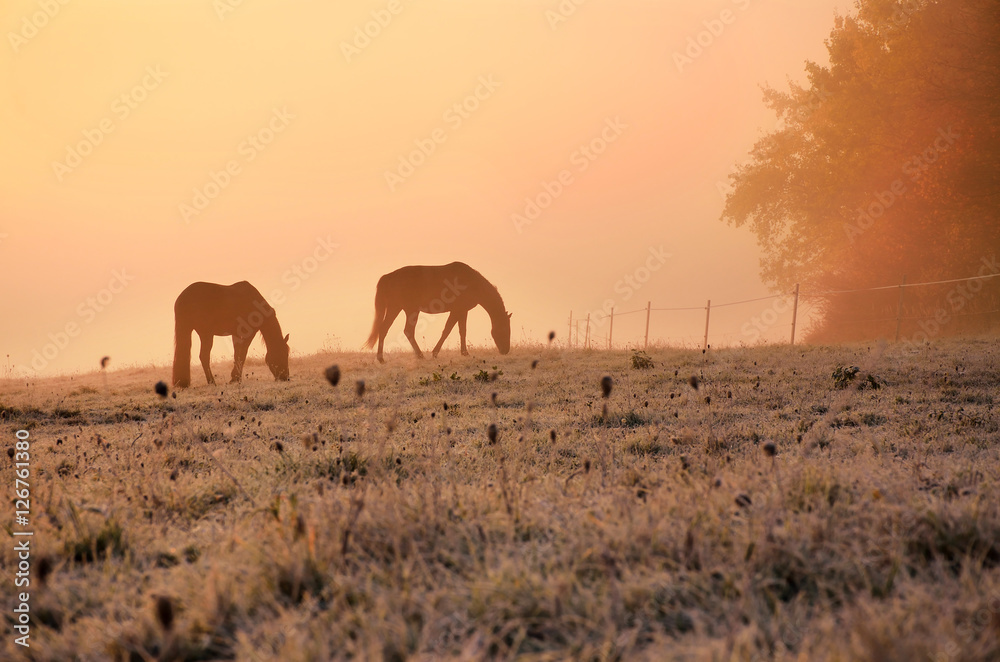 Two horses on wonderful autumn meadow during calm morning sunrise near by colored misty forest in november