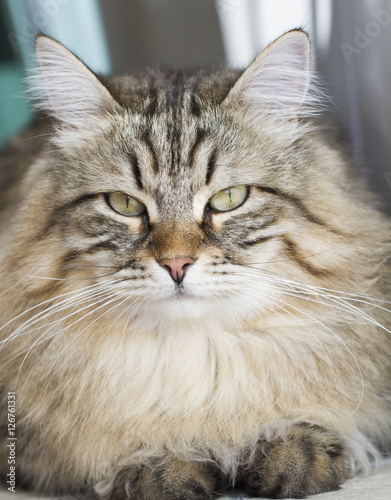male siberian cat outdoor